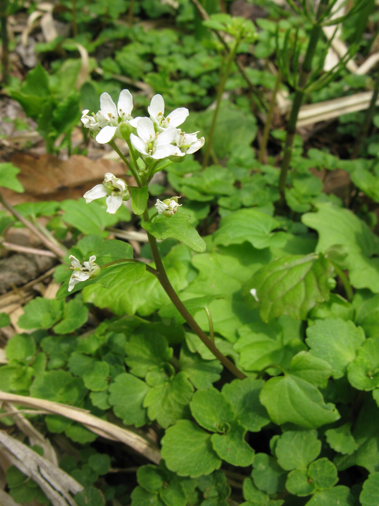 Eutrema japonicum, Wasabi — clumping semi-evergreen (Brassicaceae) (image 5 of 10)