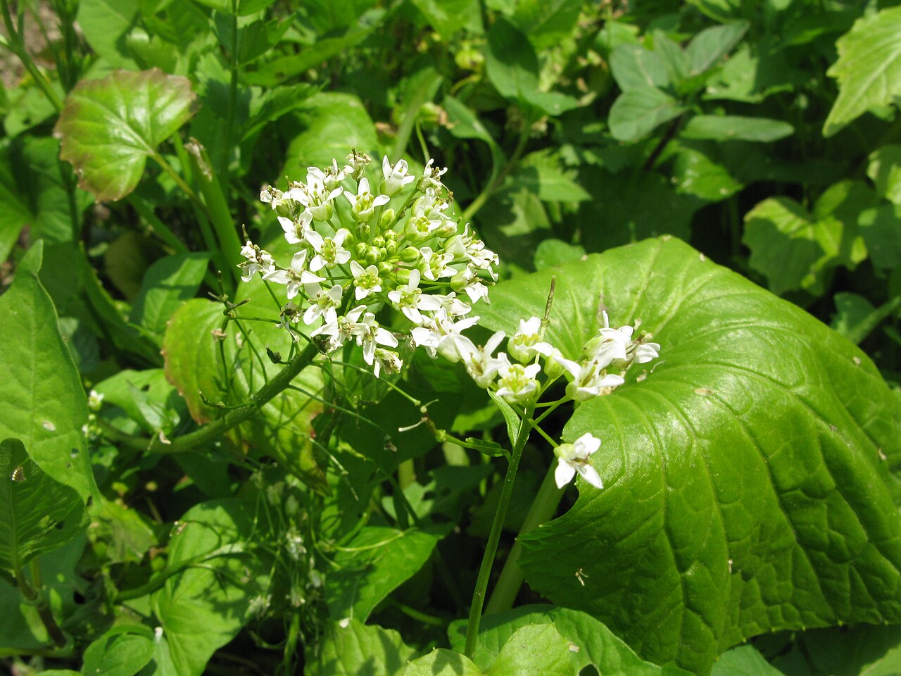 Eutrema japonicum, Wasabi — clumping semi-evergreen (Brassicaceae) (image 6 of 10)