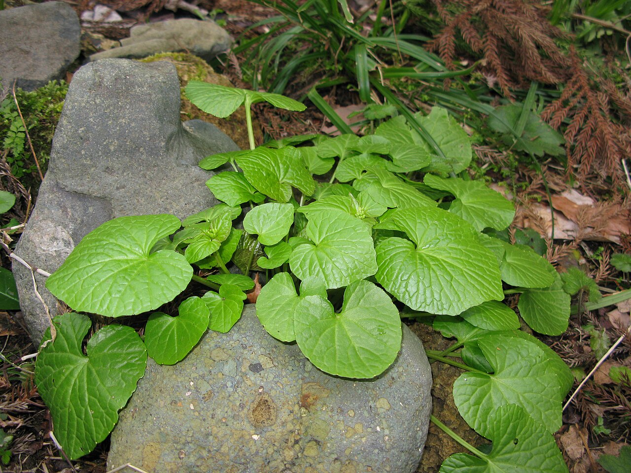 Eutrema japonicum, Wasabi — clumping semi-evergreen (Brassicaceae) (image 7 of 10)
