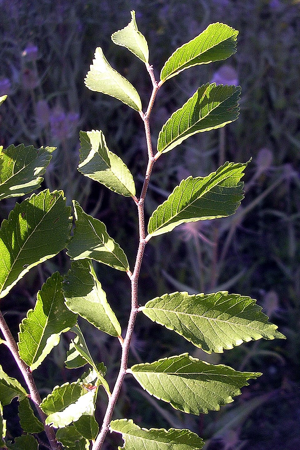 Ulmus parvifolia (Lacebark Chinese Elm Tree) (alternate view 10)
