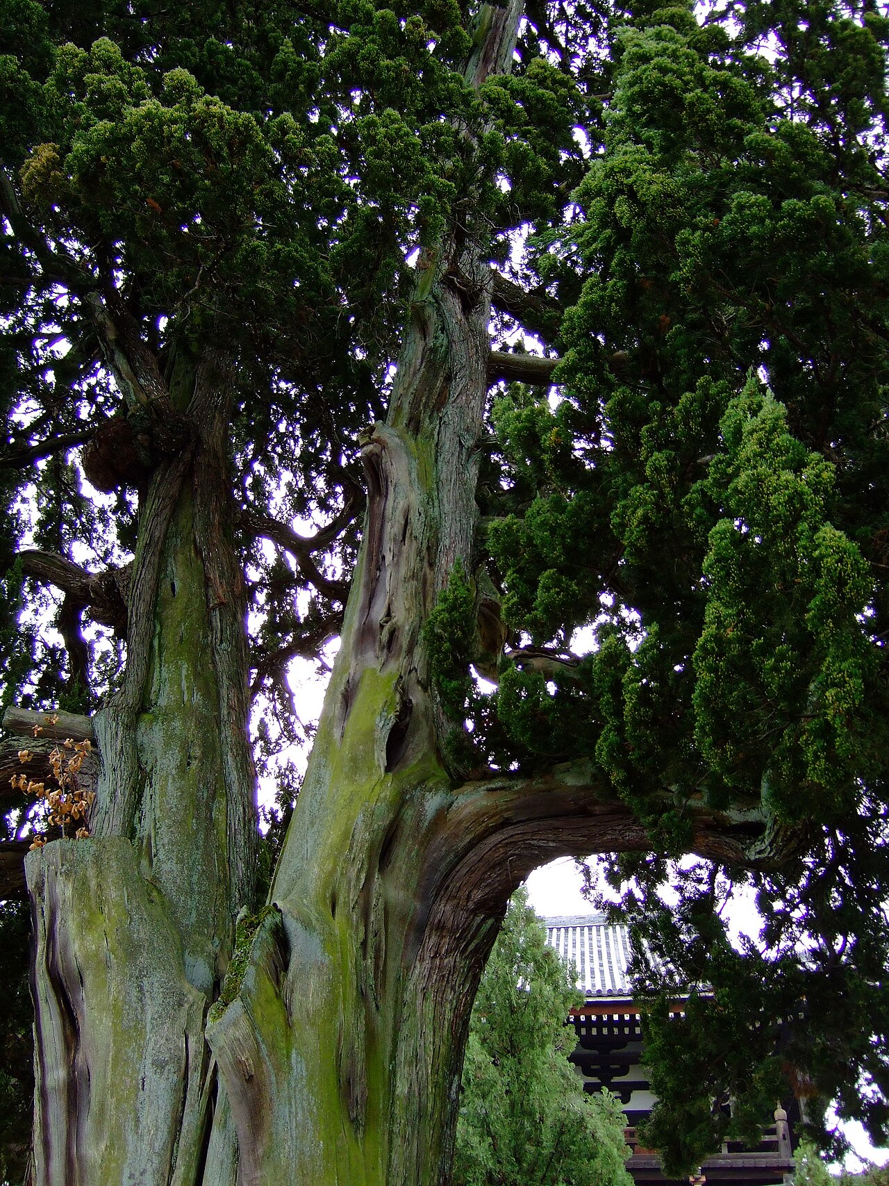 Juniperus chinensis, Chinese juniper — upright evergreen (Cupressaceae) (image 7 of 8)