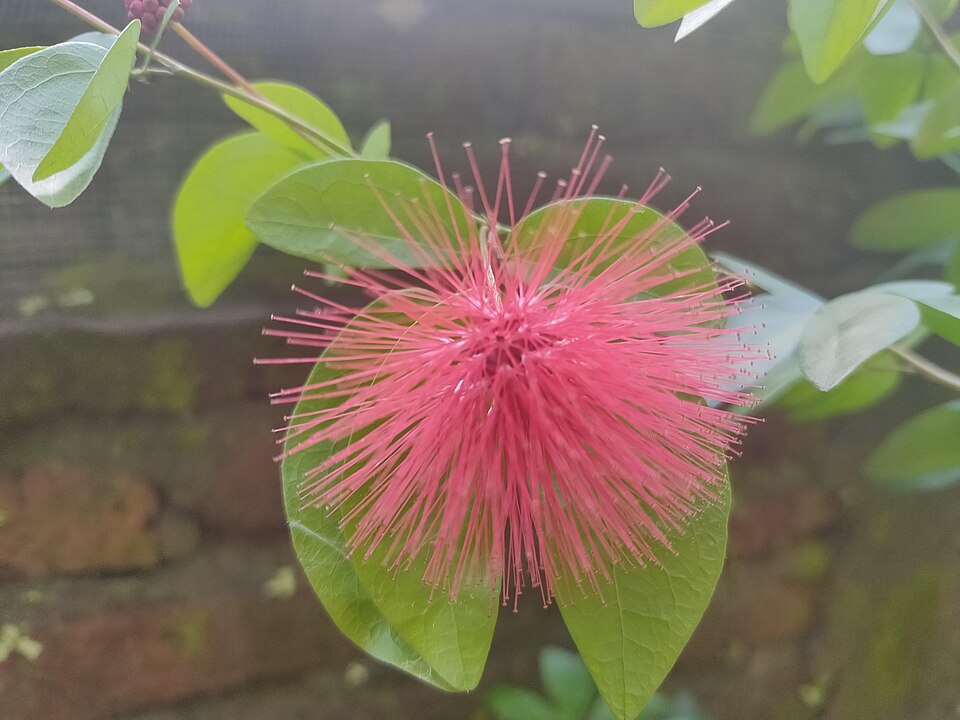 Calliandra (stickpeas) (alternate view 4)