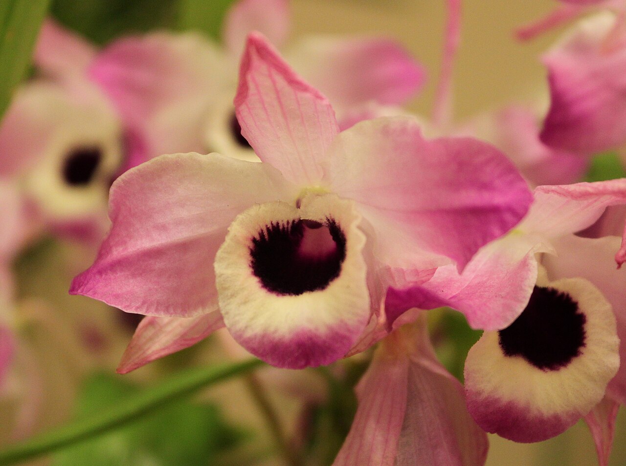 Dendrobium nobile, Noble dendrobium — clumping (Orchidaceae) (image 5 of 10)