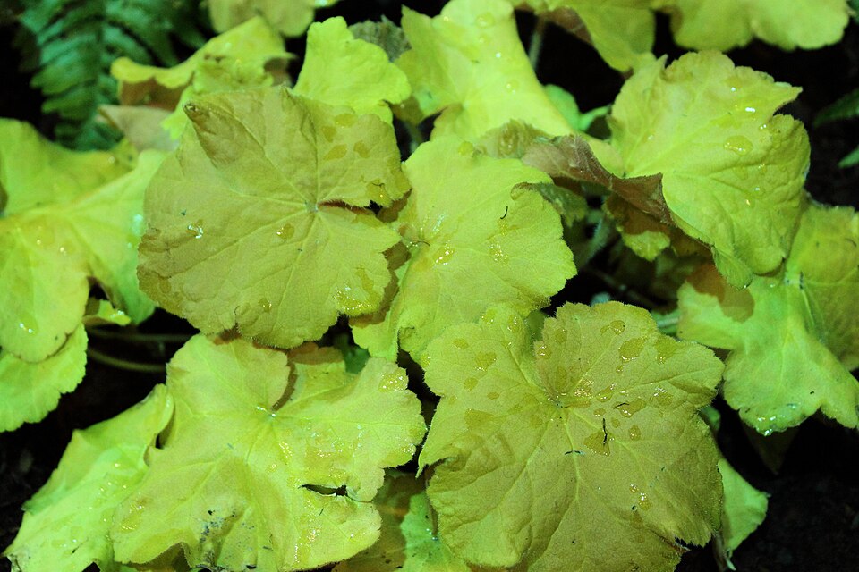 Heuchera villosa 'Caramel' (Caramel Heuchera)