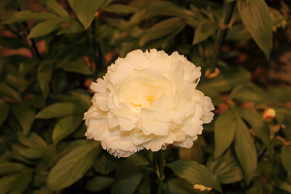 Paeonia 'Bowl of Cream' (Bowl of Cream Peony) (alternate view 2)