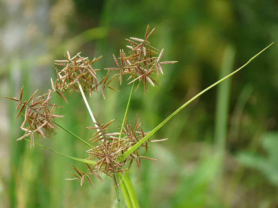 Cyperus rotundus (Purple Nutsedge) (alternate view 8)