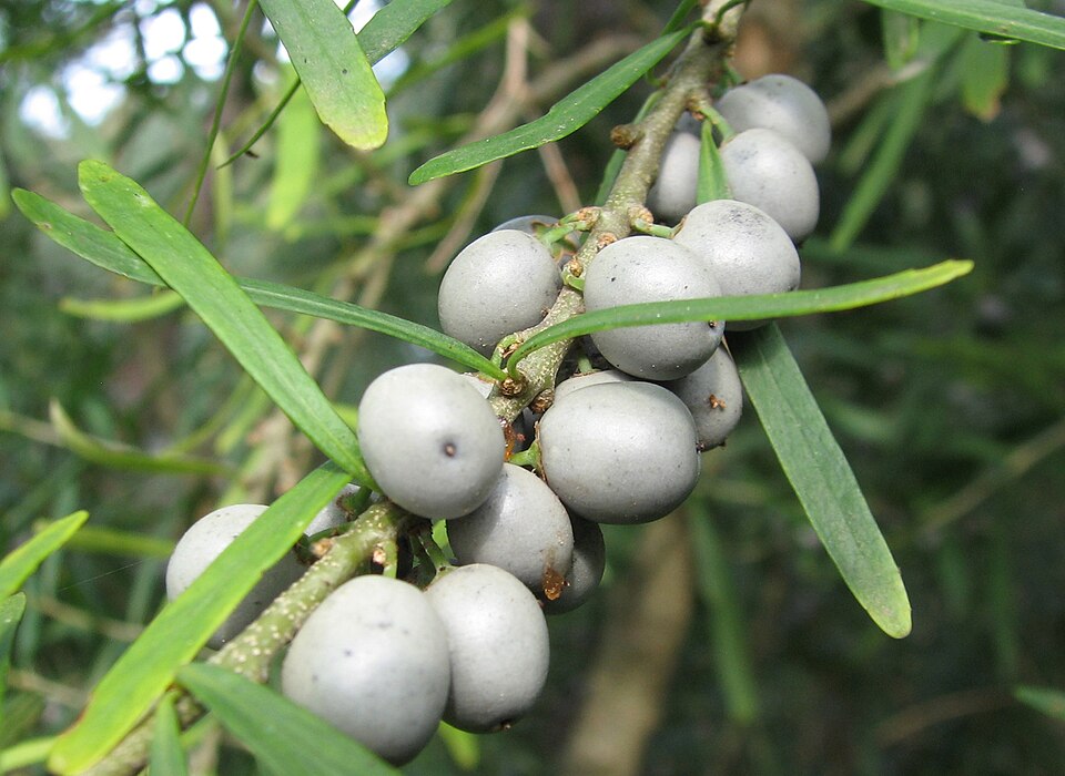 Melicytus dentatus (tree violet) (alternate view 6)