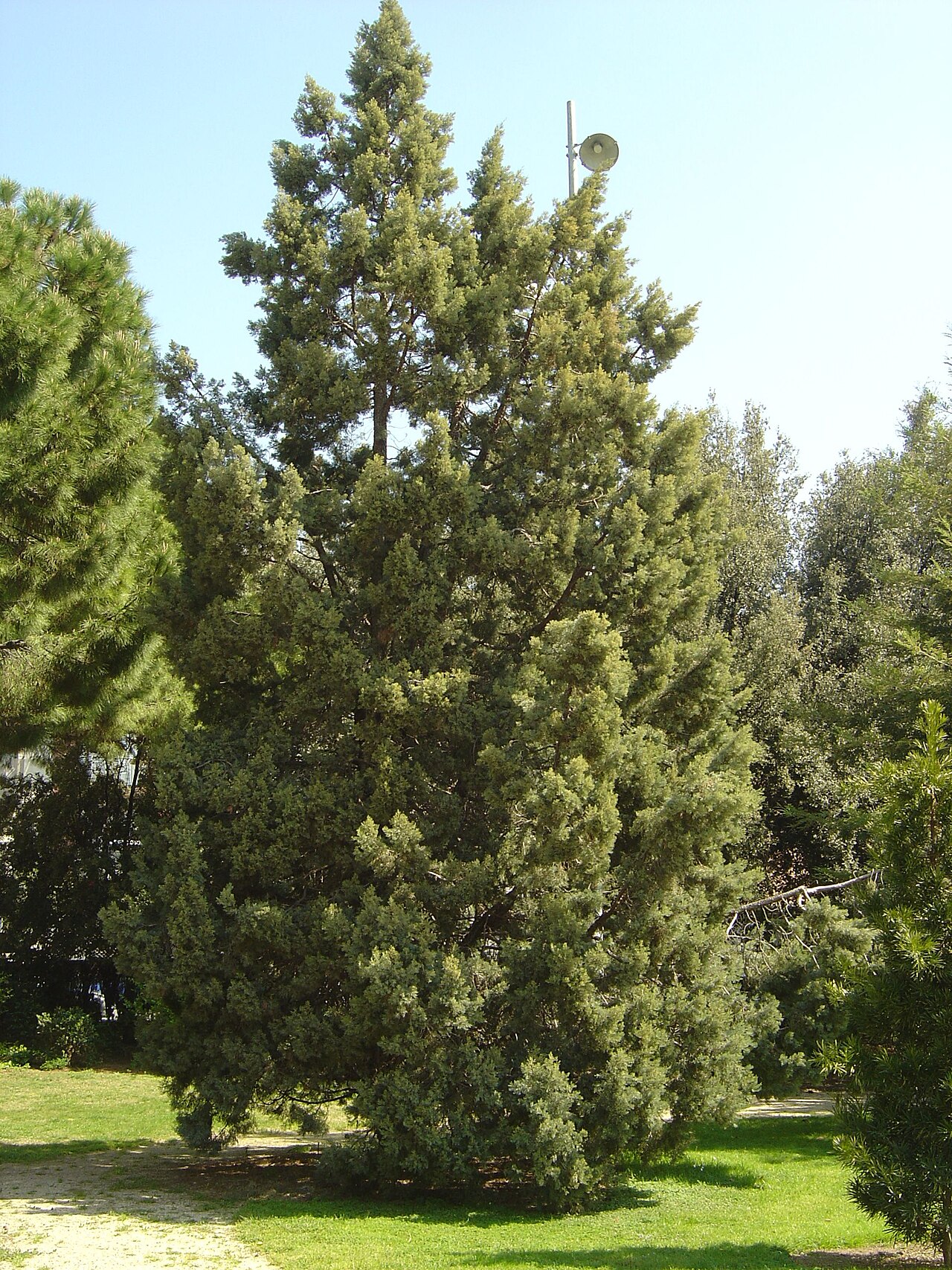 Juniperus chinensis, Chinese juniper — upright evergreen (Cupressaceae) (image 8 of 8)