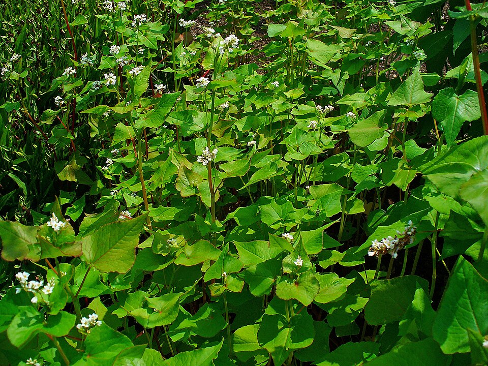 Fagopyrum esculentum (Common Buckwheat)