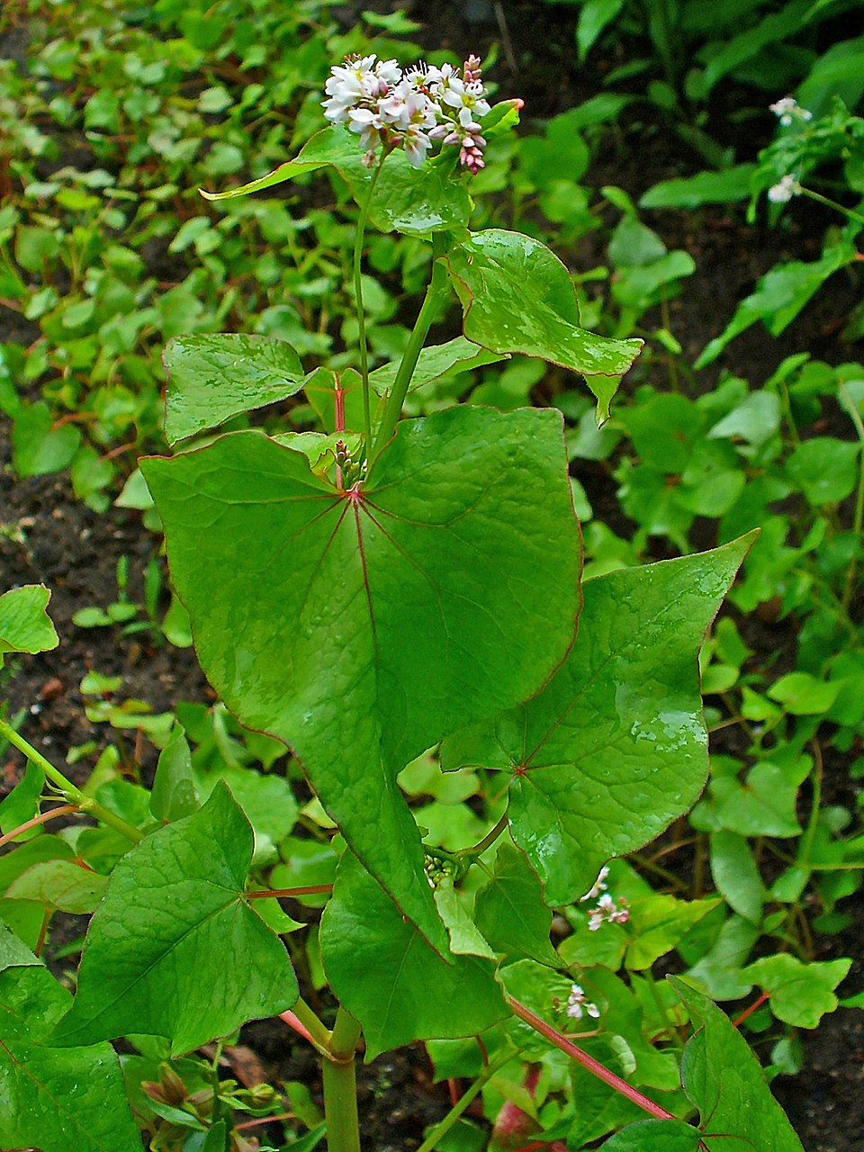 Fagopyrum esculentum (Common Buckwheat)