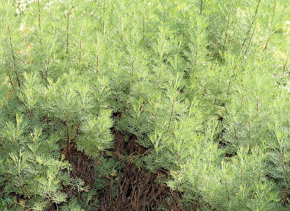 Artemisia abrotanum (Southernwood)