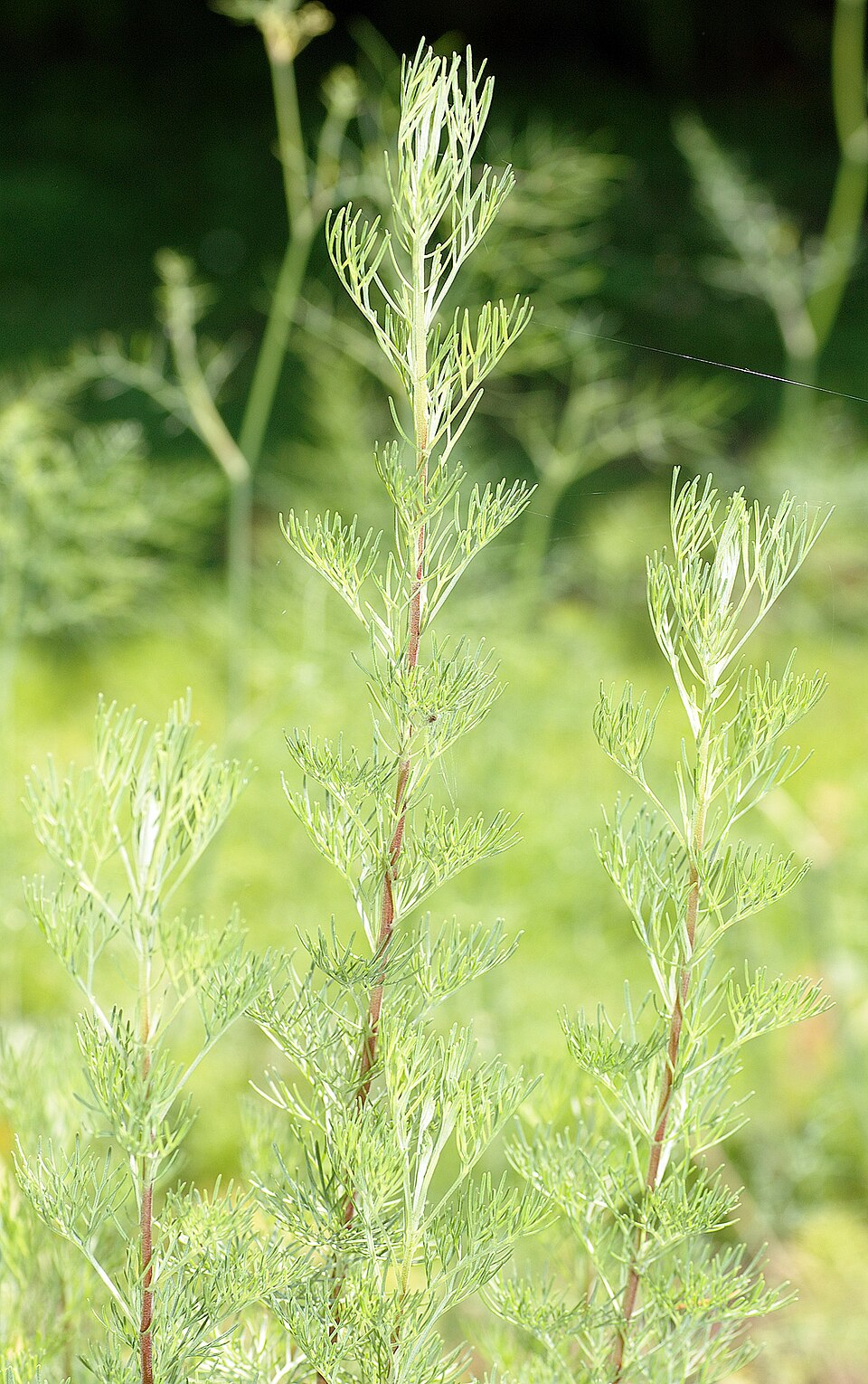 Artemisia abrotanum (Southernwood)