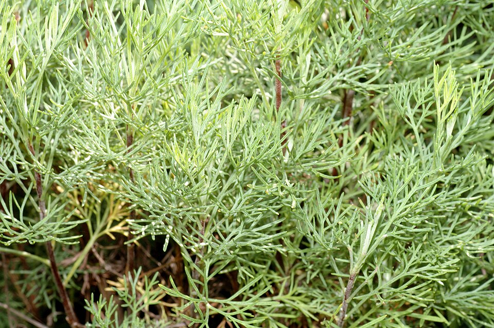 Artemisia abrotanum (Southernwood)