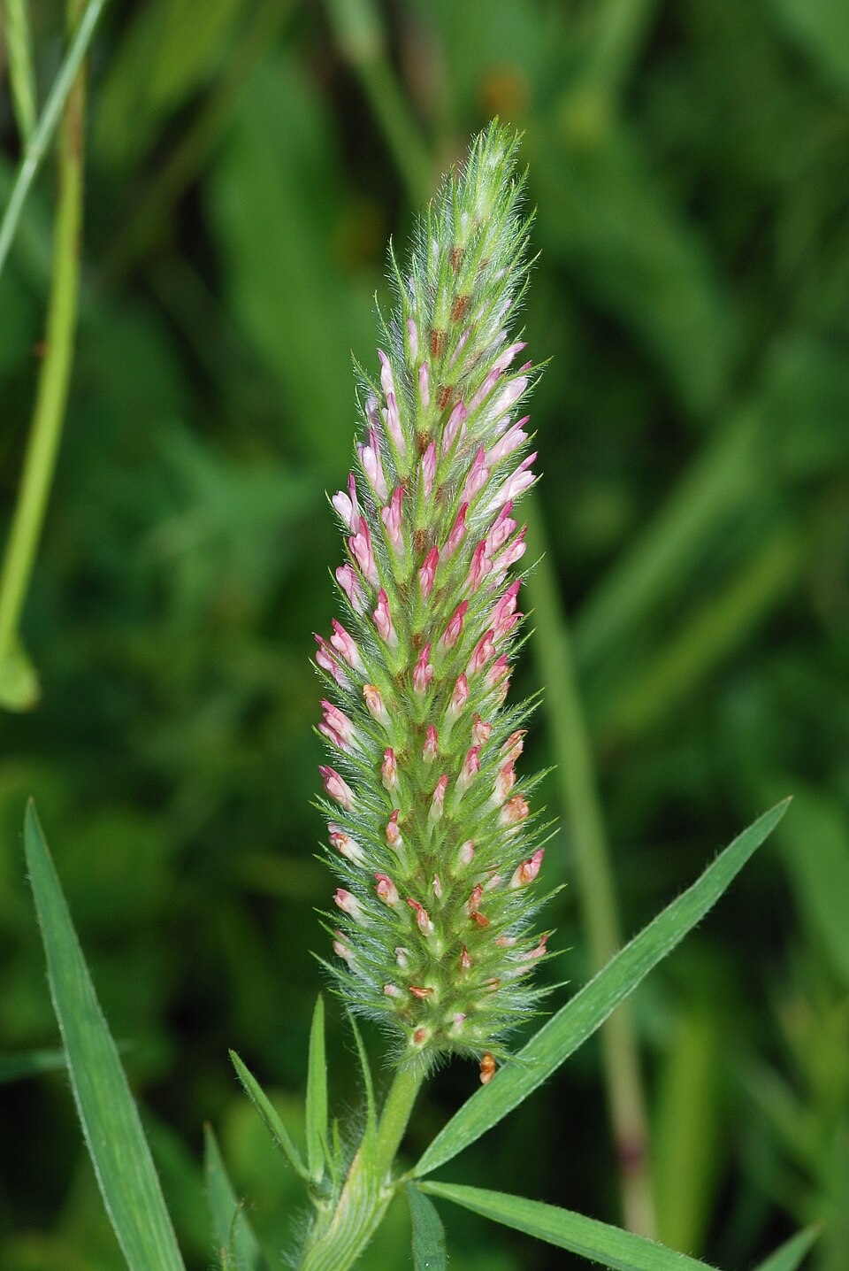 Trifolium angustifolium (Narrow-leaved clover) (alternate view 10)