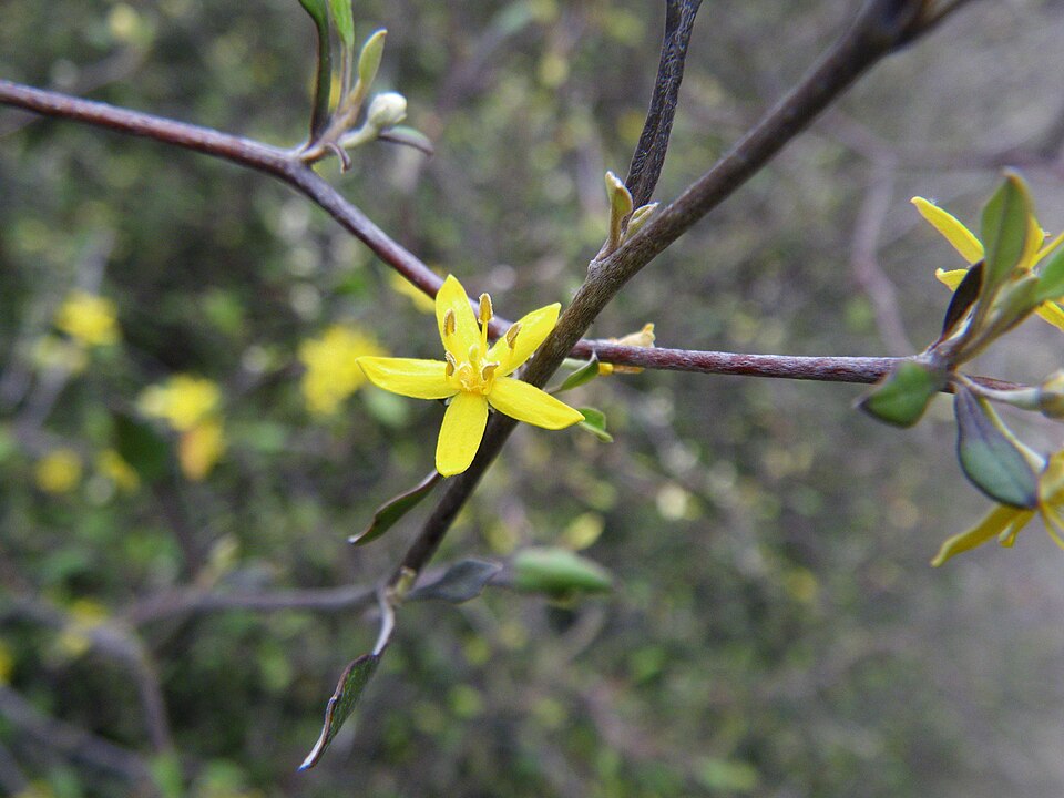 Corokia cotoneaster (Wire-netting Bush) (alternate view 9)