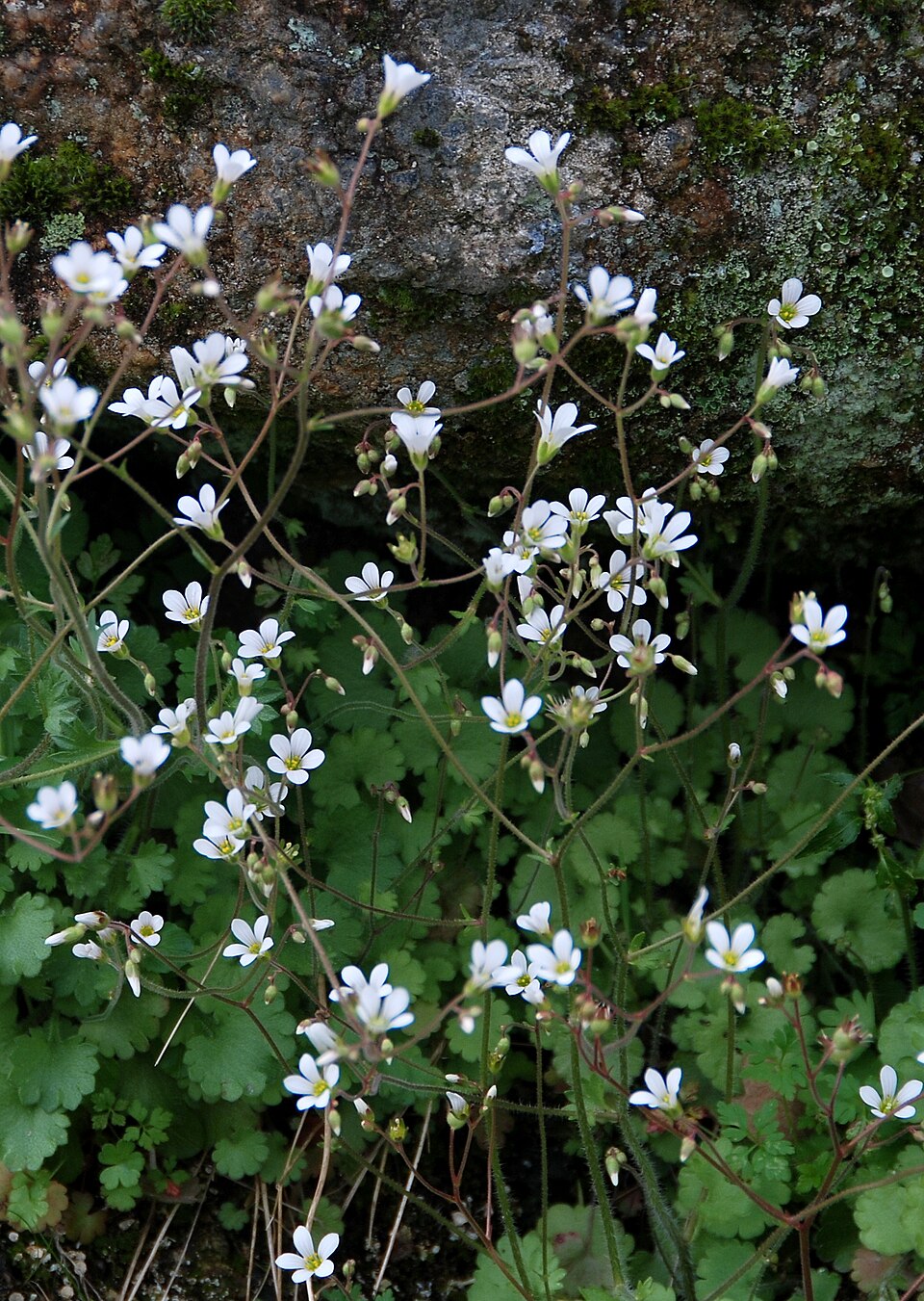 Saxifraga granulata (Meadow Saxifrage)