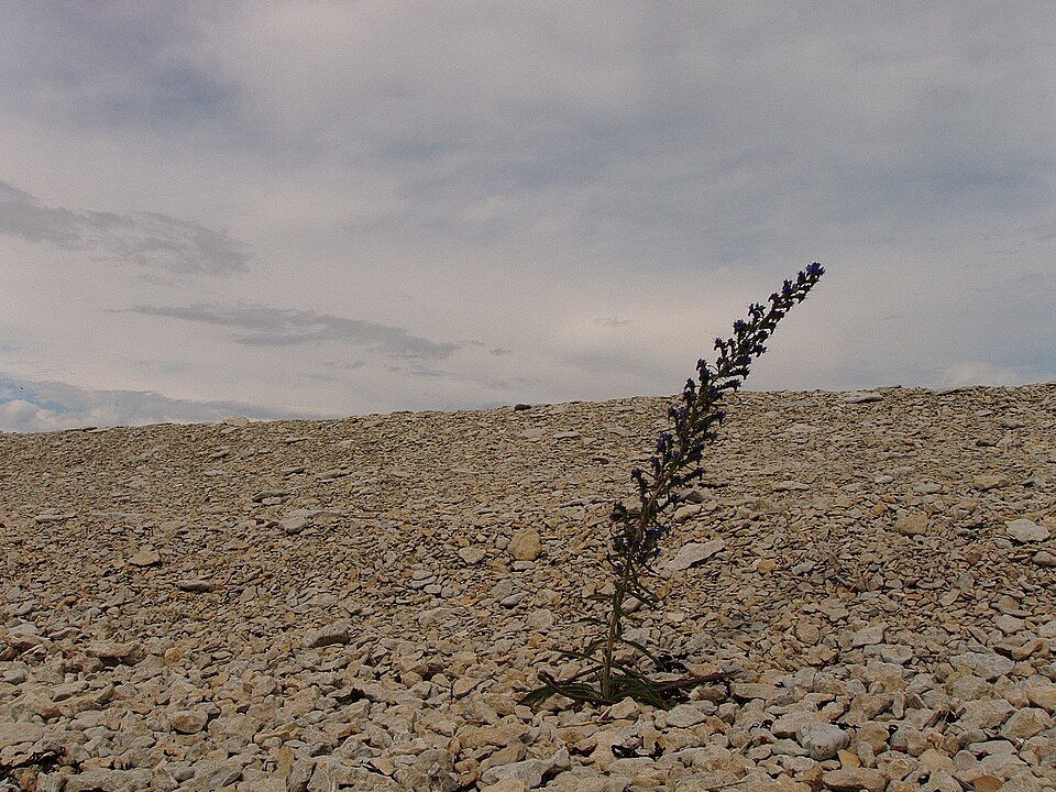 Echium vulgare (blueweed)