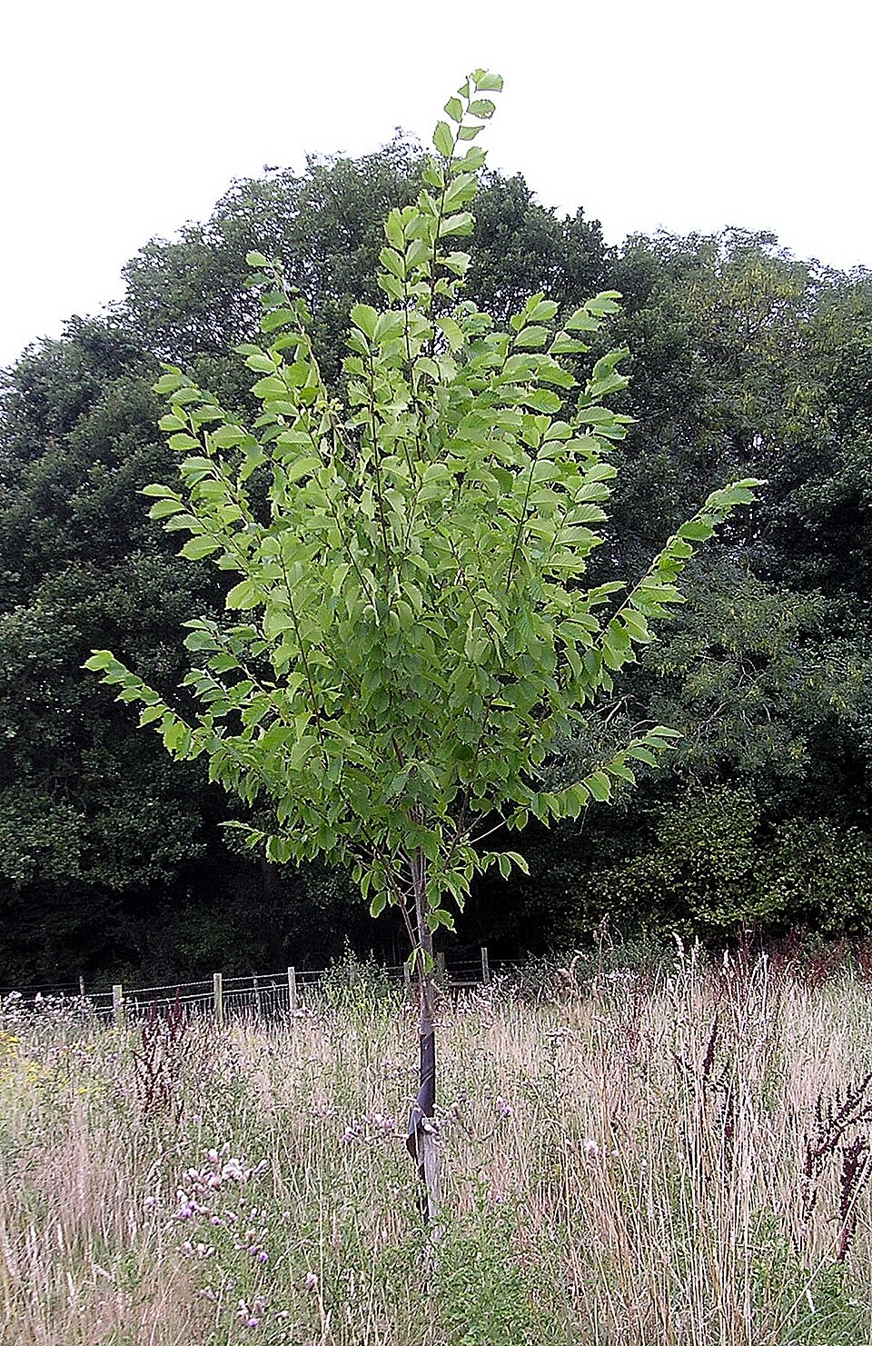 Ulmus americana 'Princeton' (Princeton American Elm Tree)