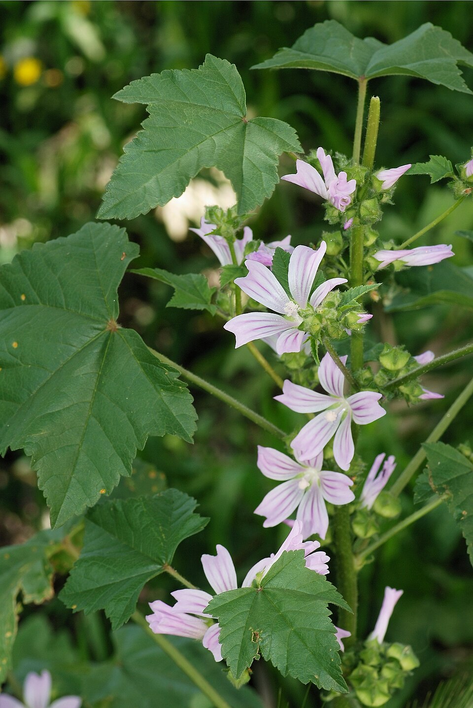 Malva multiflora (Cretan mallow) (alternate view 3)