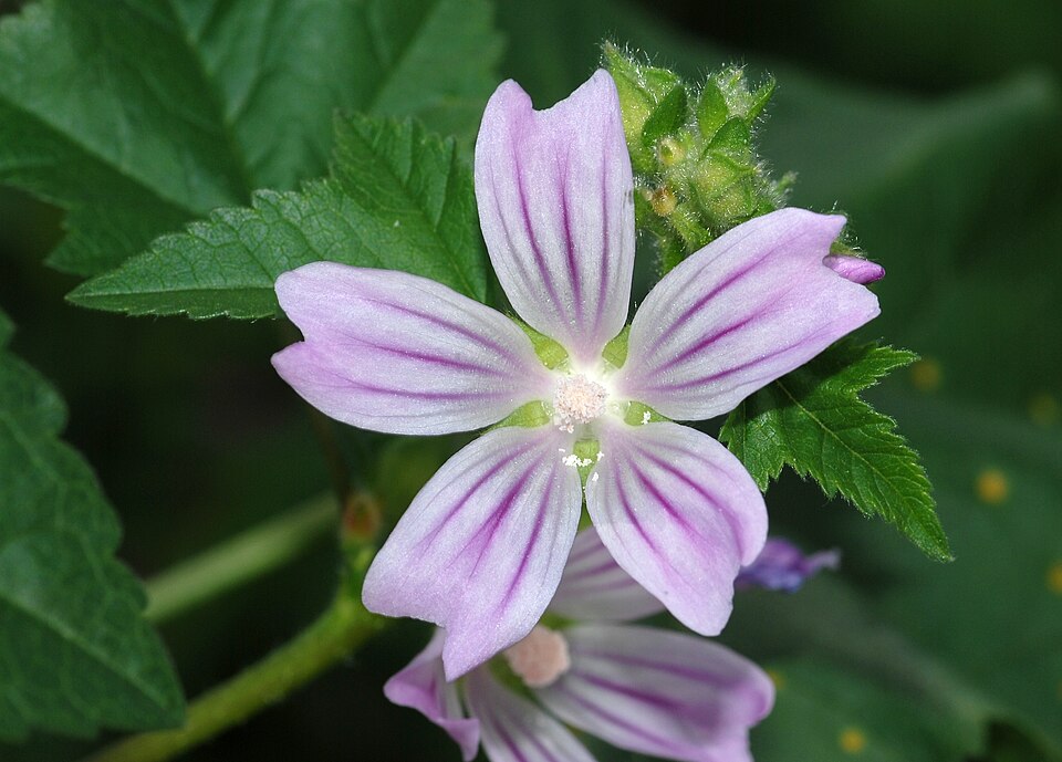 Malva multiflora (Cretan mallow) (alternate view 4)