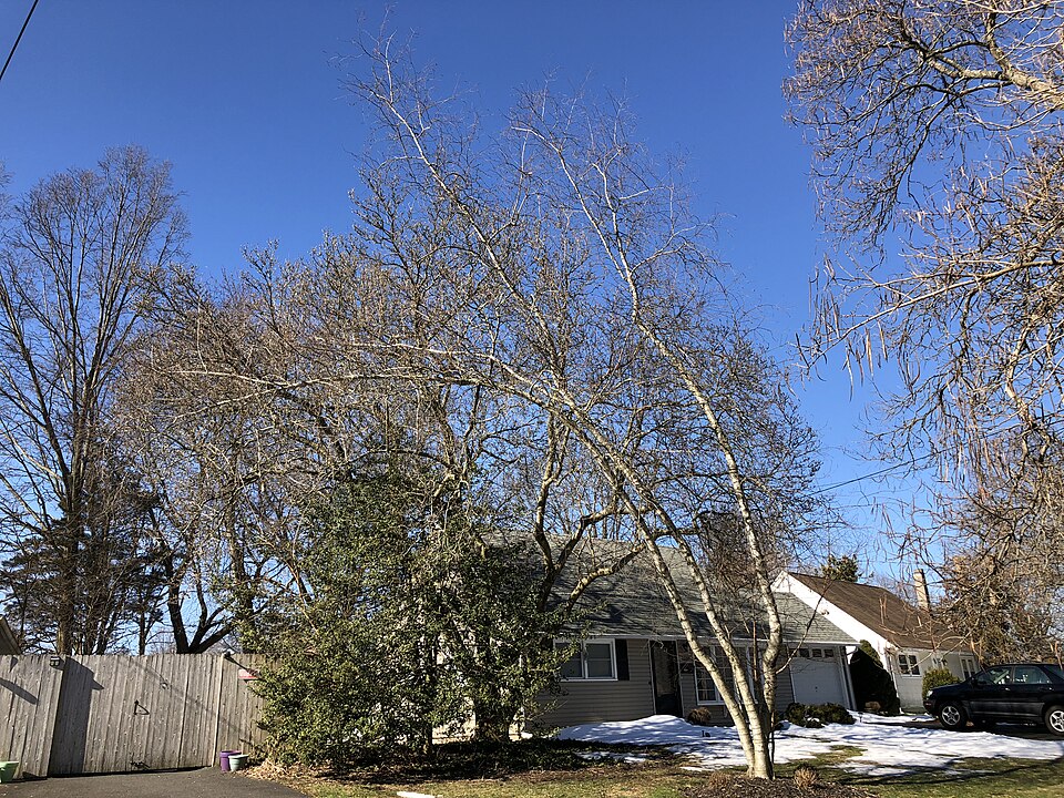 Betula populifolia (gray birch) (alternate view 9)
