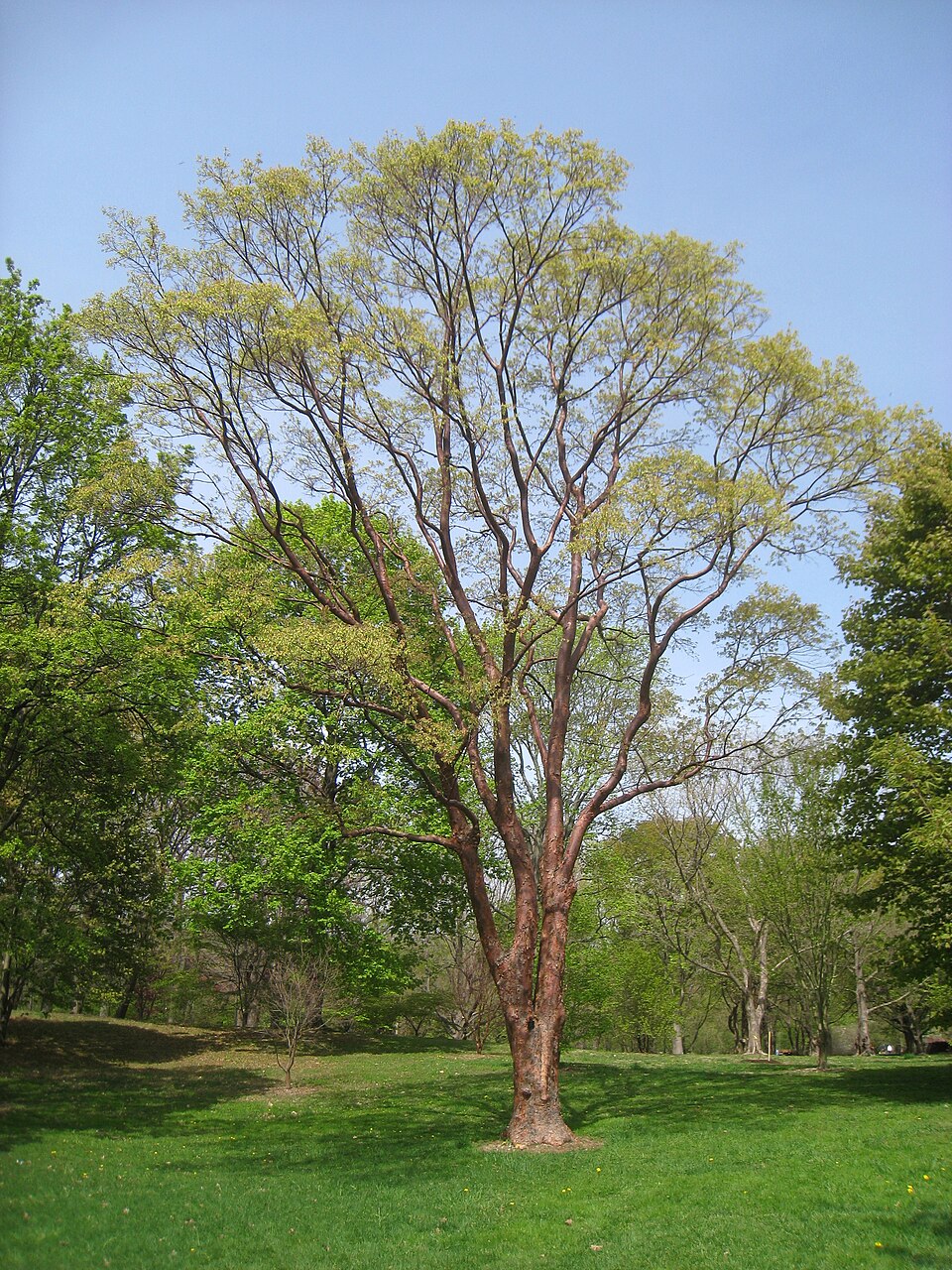 Acer griseum (paperbark maple) (alternate view 5)