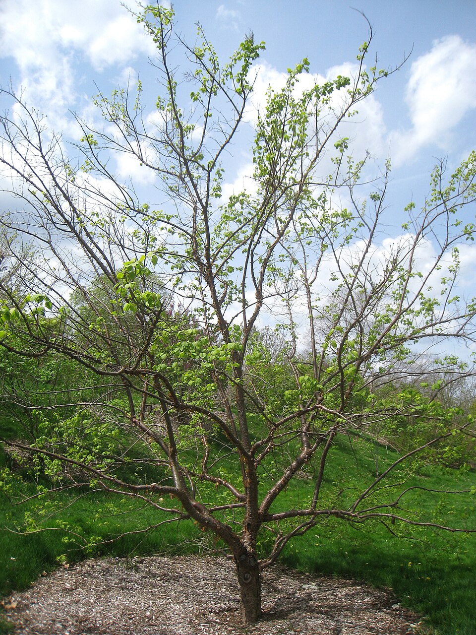 Syringa reticulata (Japanese Tree Lilac) (alternate view 5)