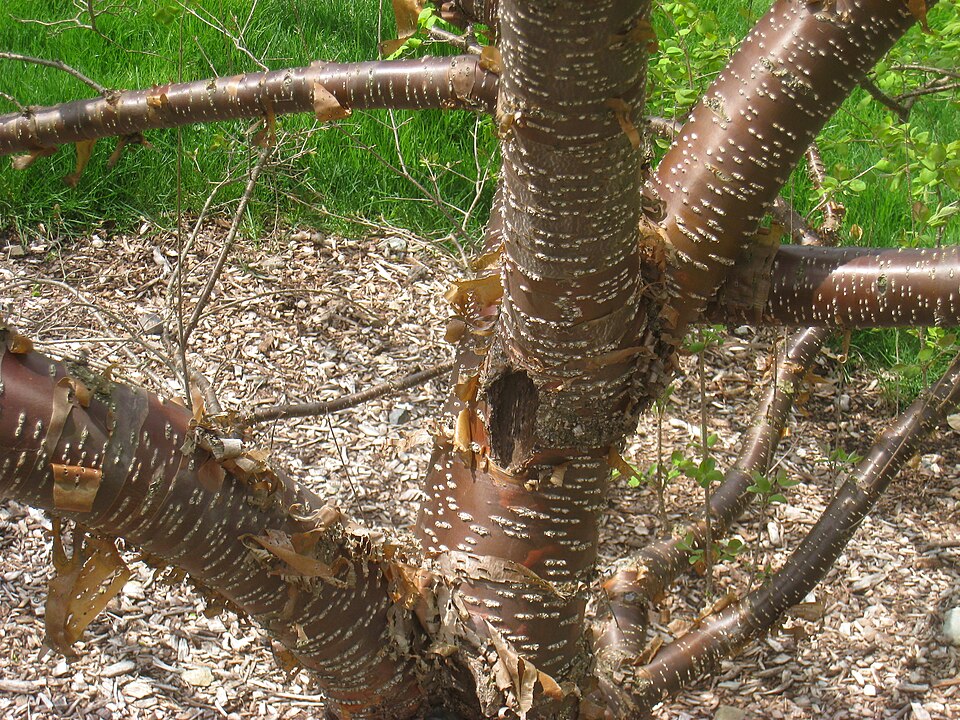 Syringa reticulata (Japanese Tree Lilac) (alternate view 6)