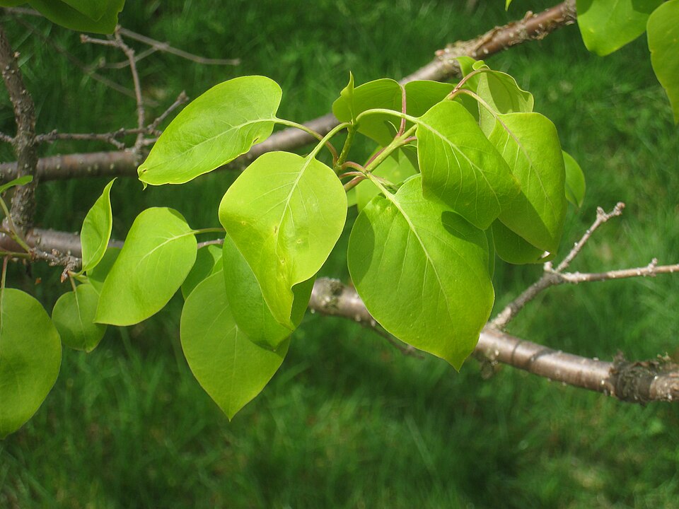 Syringa reticulata (Japanese Tree Lilac) (alternate view 7)