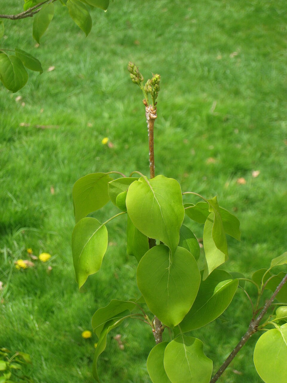Syringa reticulata (Japanese Tree Lilac) (alternate view 8)