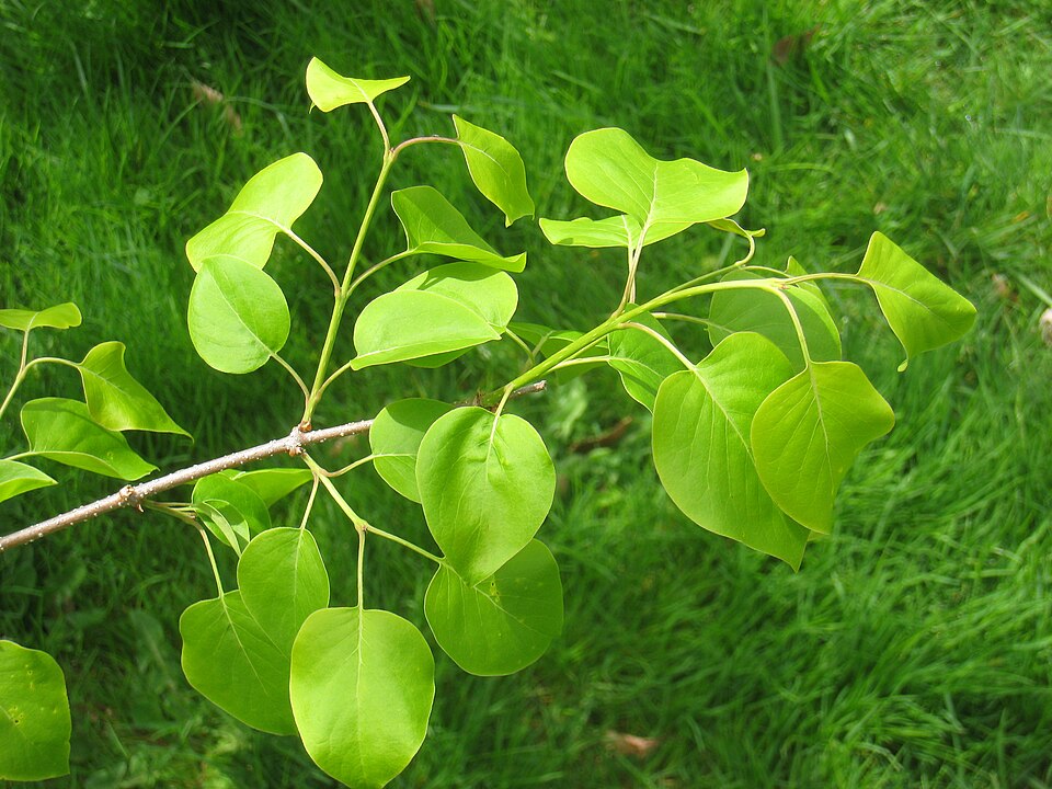Syringa reticulata (Japanese Tree Lilac) (alternate view 9)