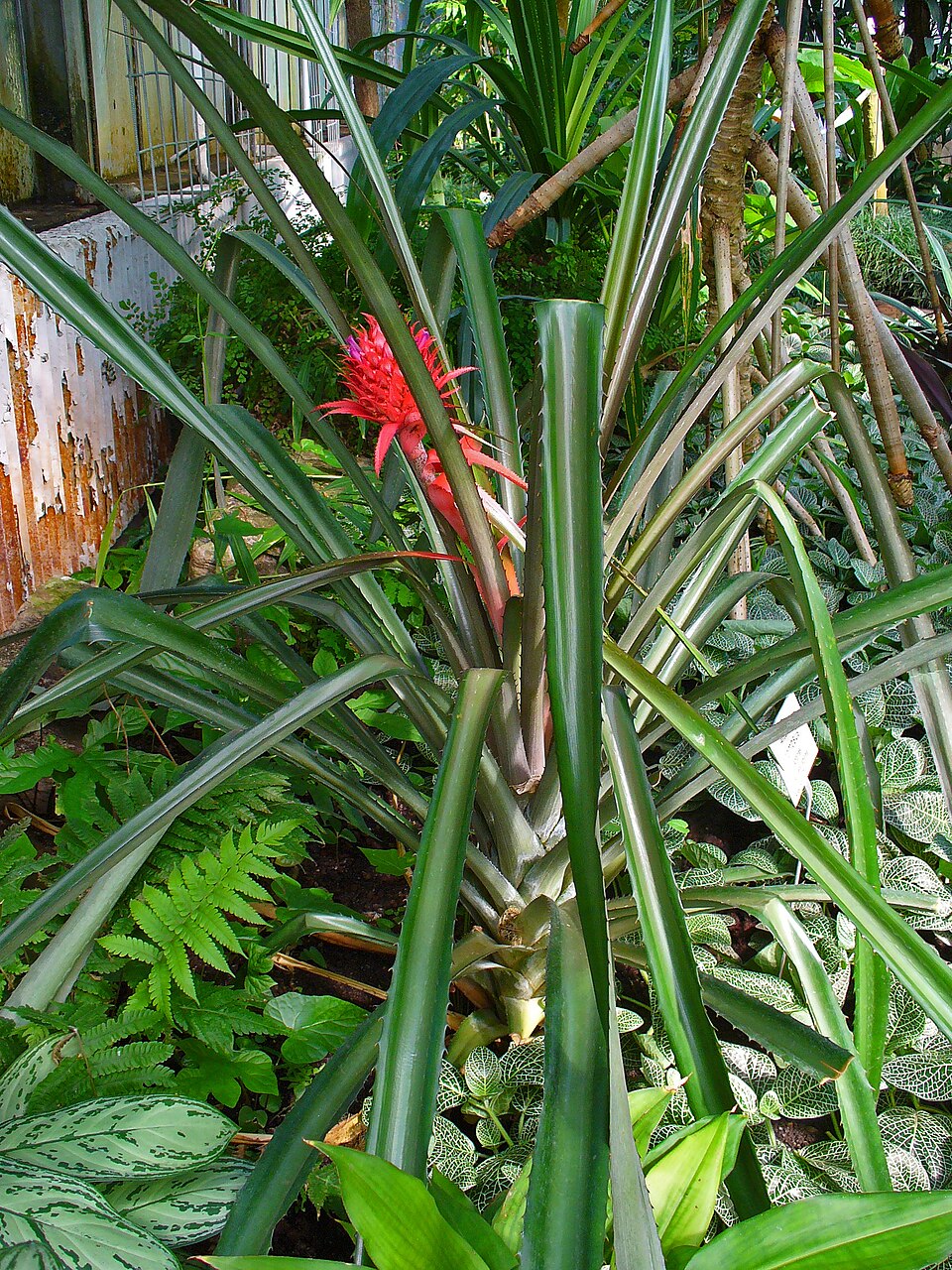 Ananas comosus (Pineapple Plant) (alternate view 8)