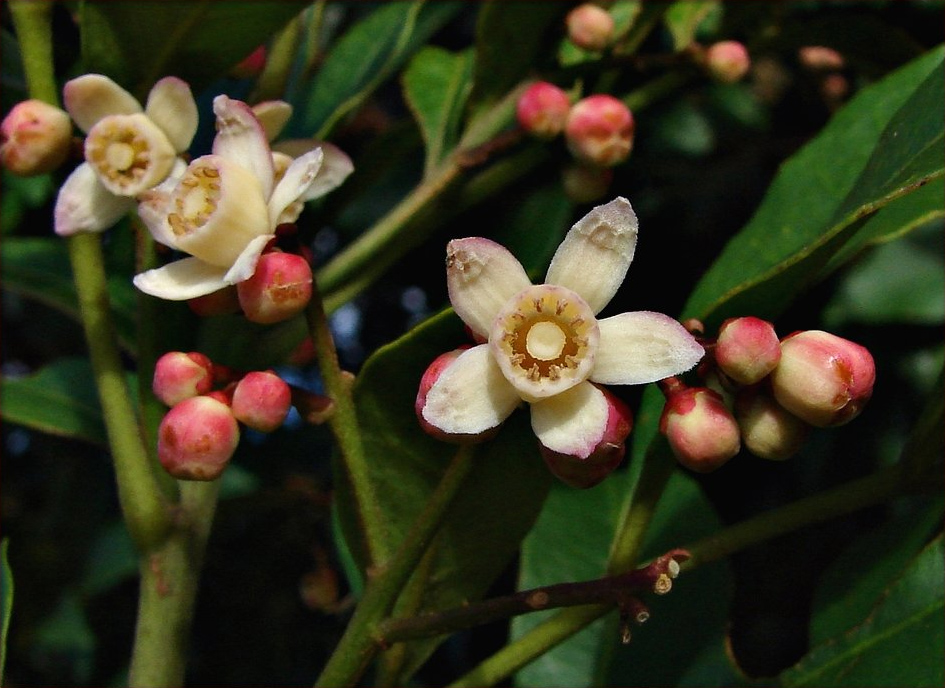 Synoum glandulosum (scentless rosewood) (alternate view 7)