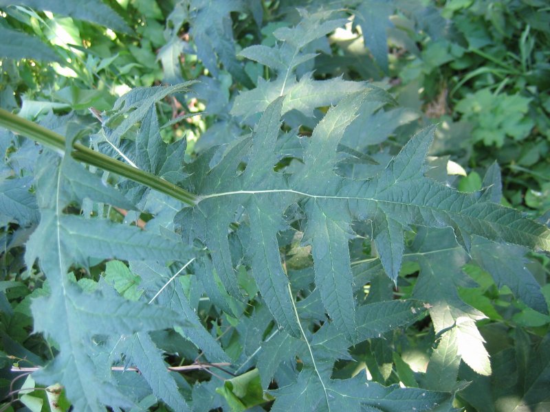 Echinops ritro, Globe thistle — upright deciduous (Asteraceae) (image 1 of 10)