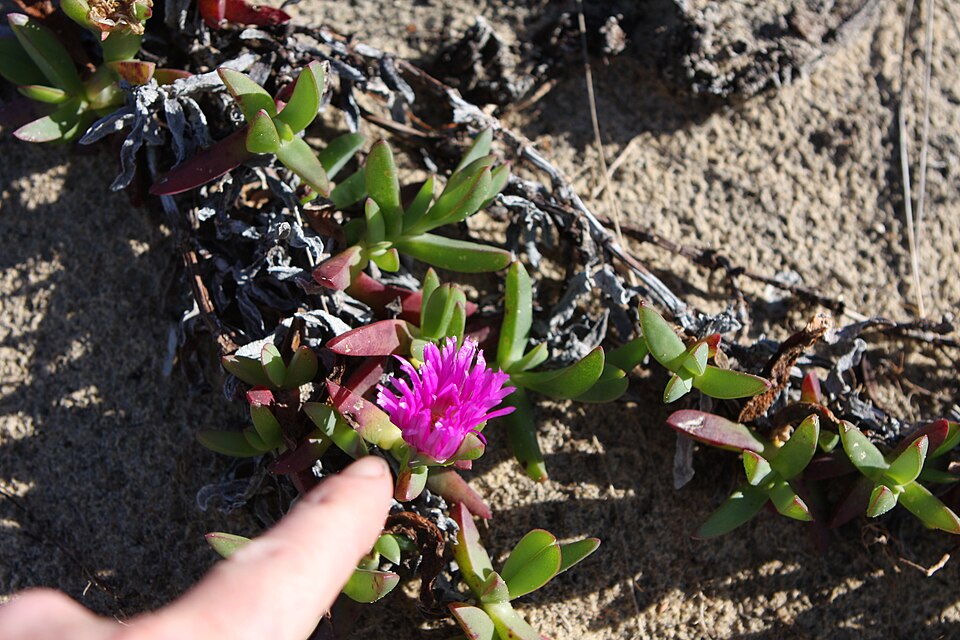Carpobrotus rossii (Australian Pig Face) (alternate view 7)