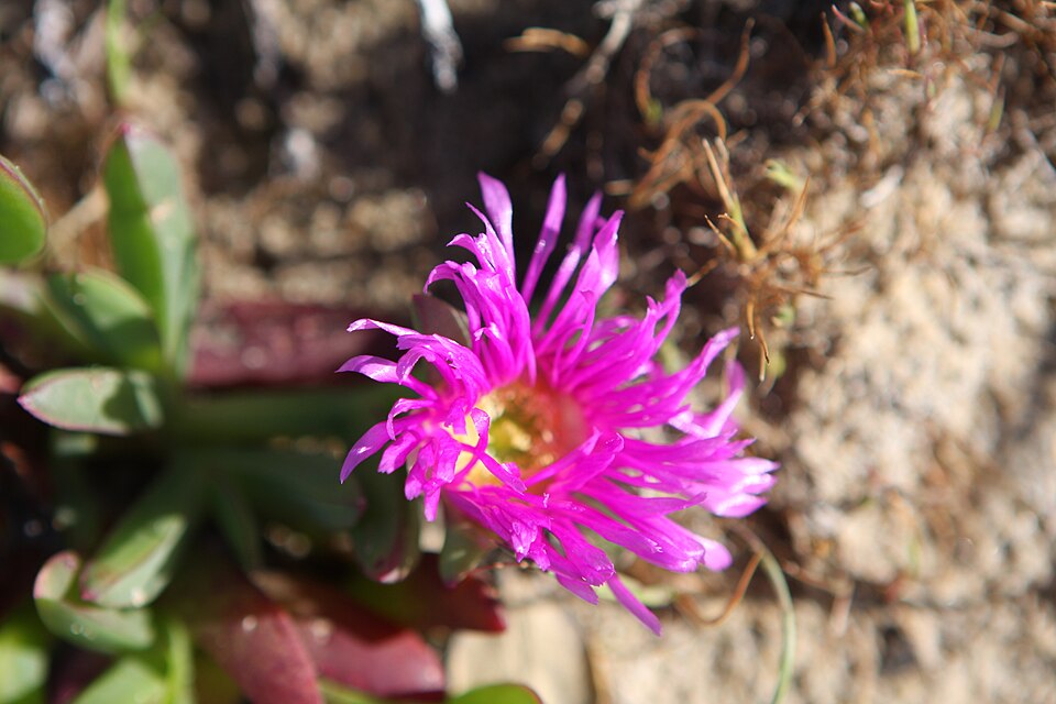 Carpobrotus rossii (Australian Pig Face) (alternate view 8)