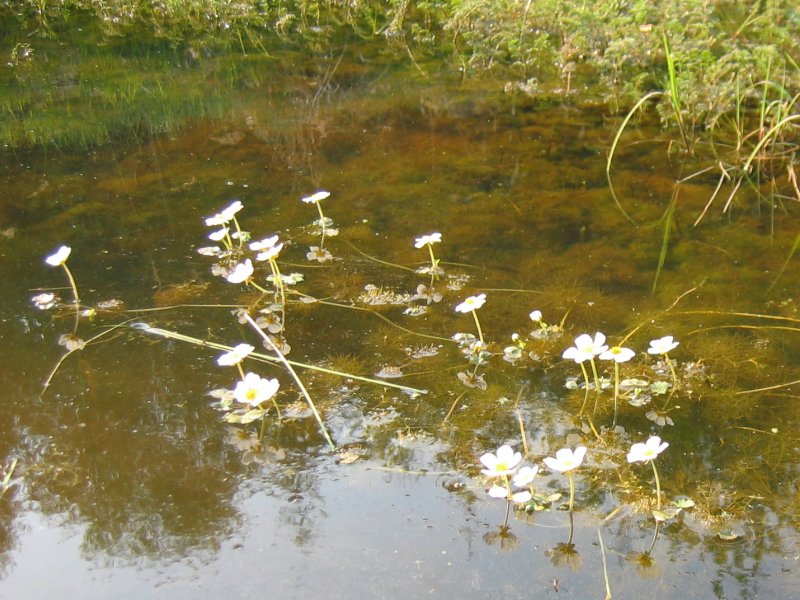 Ranunculus aquatilis (common water-crowfoot)