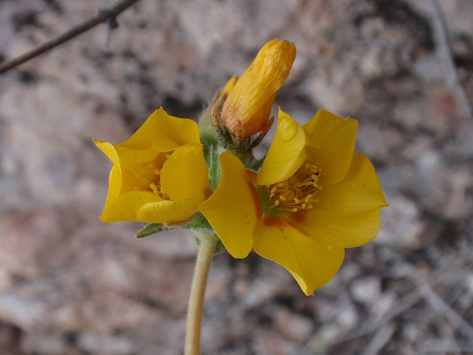 Mentzelia albicaulis (Whitestem Blazingstar) (alternate view 7)