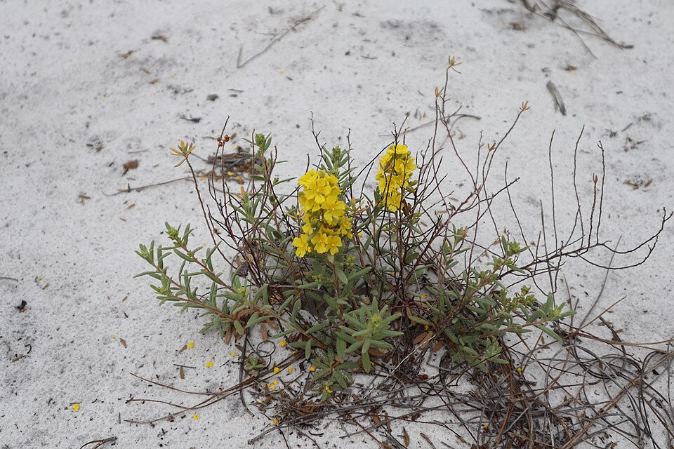 Crocanthemum (Frostweeds) (alternate view 3)