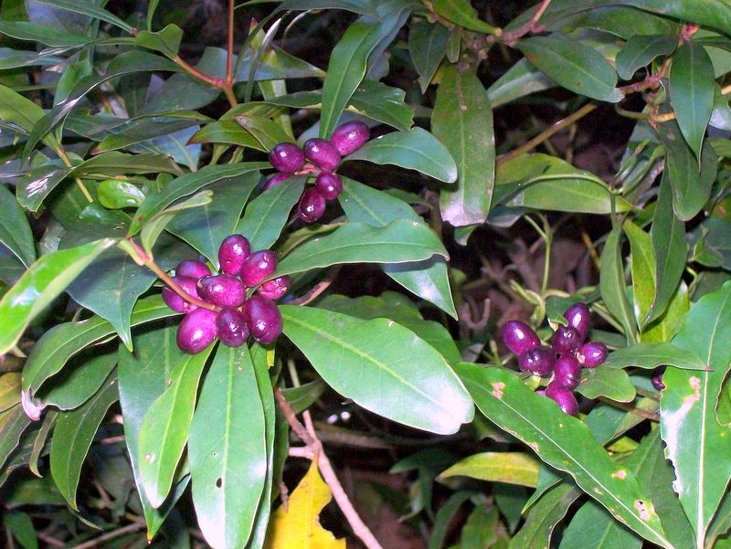 Tasmannia insipida (Brush Pepperbush) (alternate view 6)