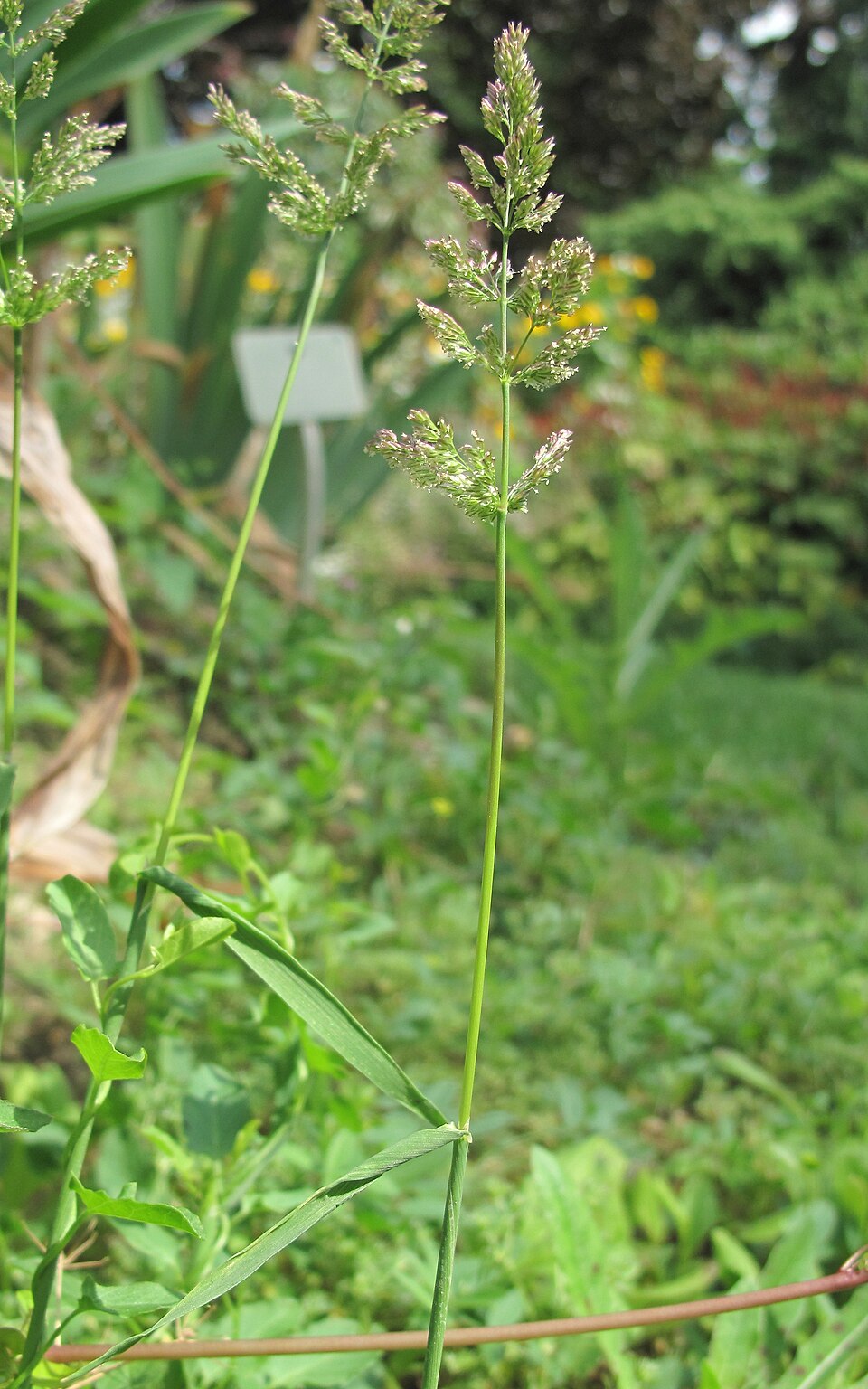 Polypogon viridis (water beard grass)
