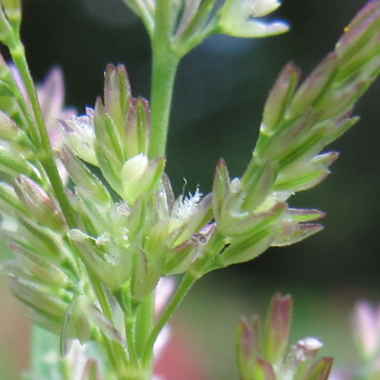 Polypogon viridis (water beard grass)
