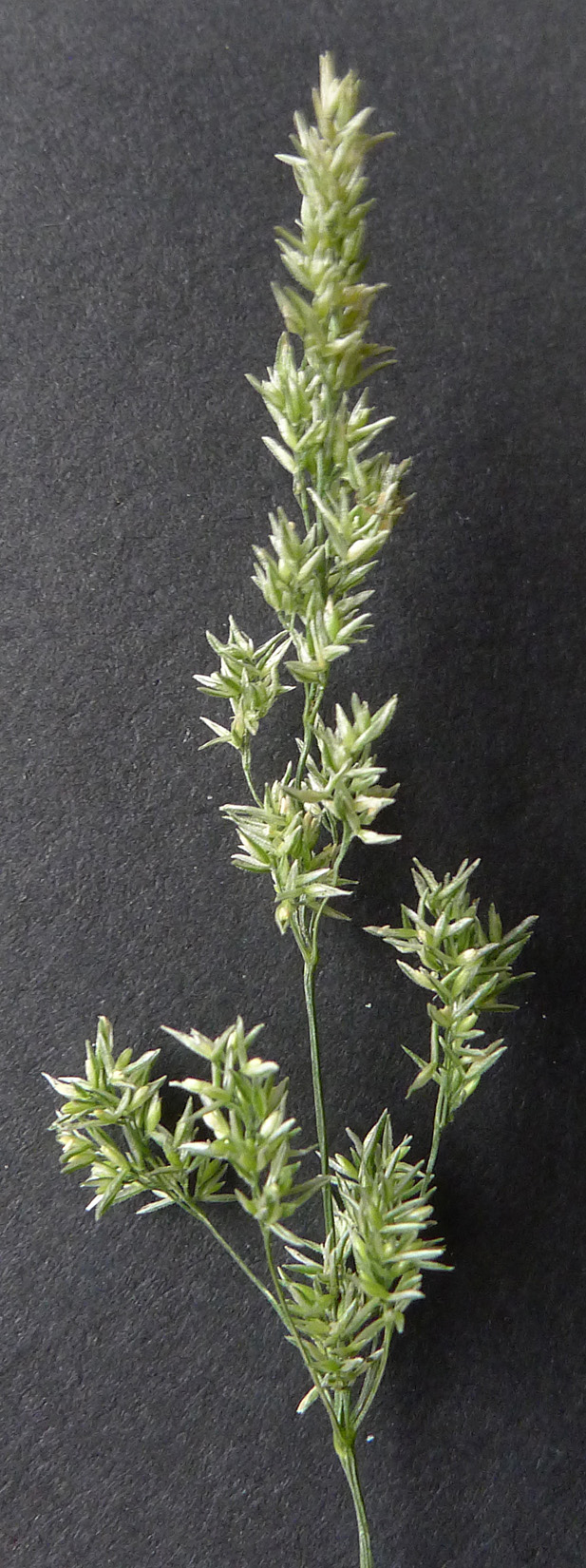 Polypogon viridis (water beard grass)