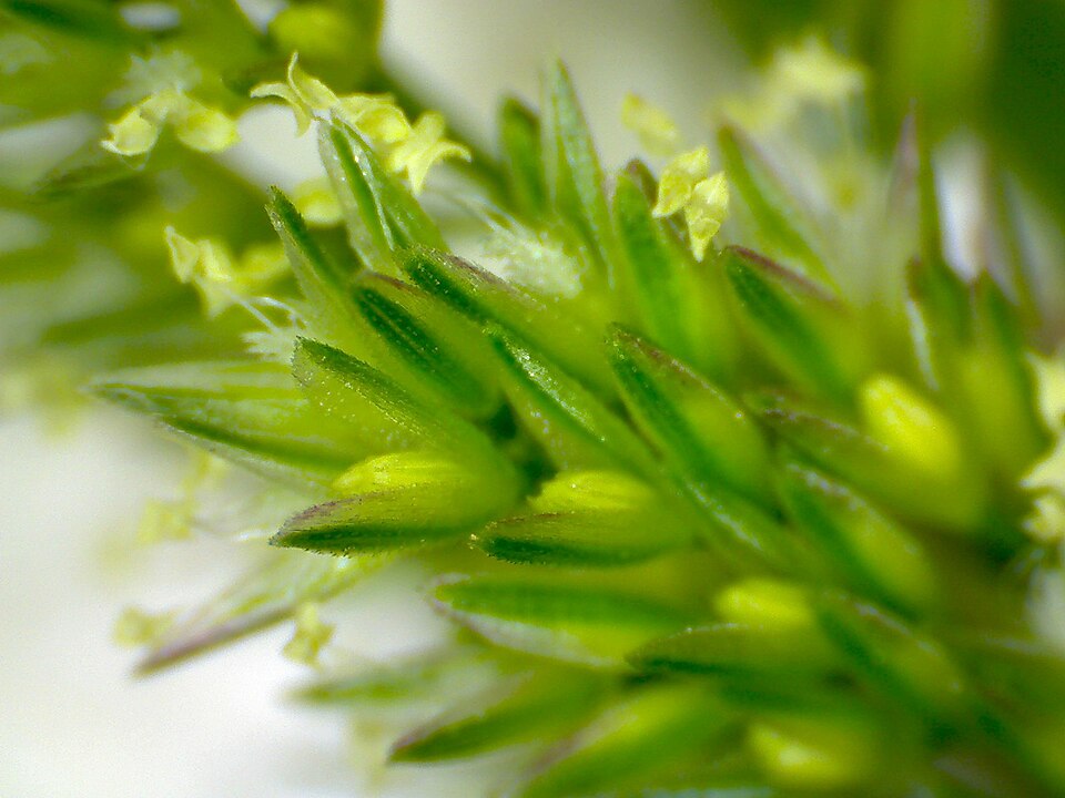 Polypogon viridis (water beard grass)