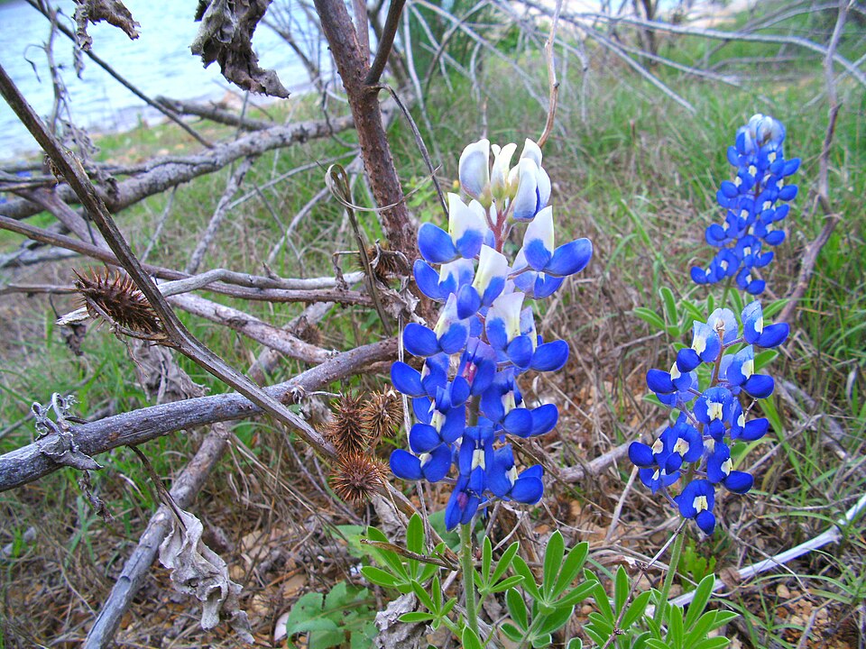 Lupinus texensis (Texas bluebonnet)