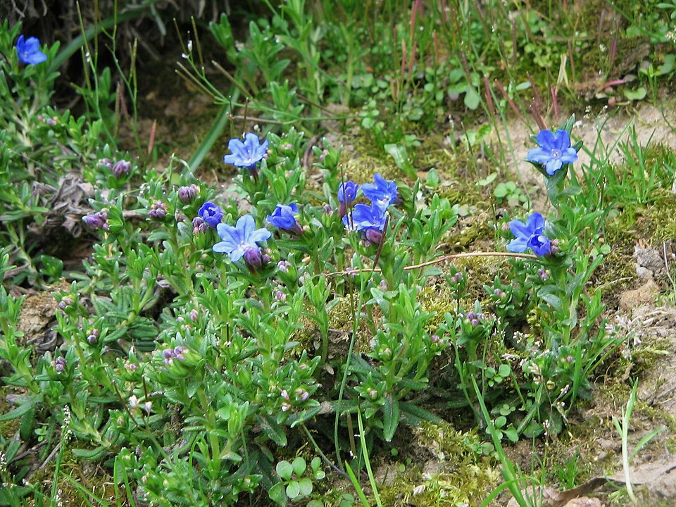 Glandora diffusa (lithodora) (alternate view 10)