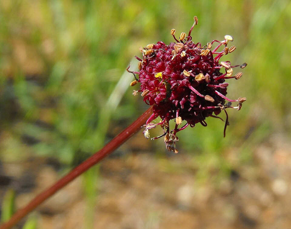 Sanicula bipinnatifida (Purple Sanicle)