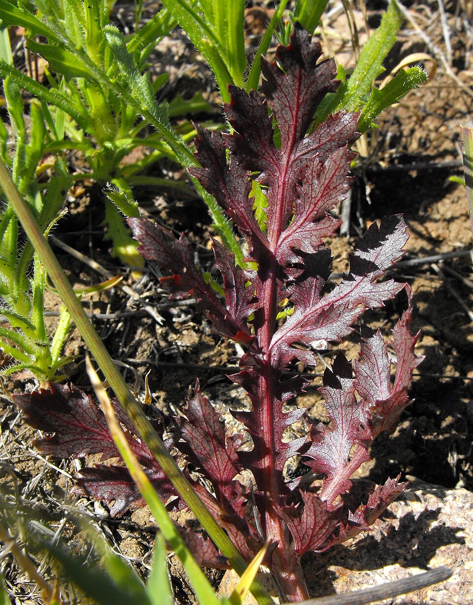 Sanicula bipinnatifida (Purple Sanicle) (alternate view 2)
