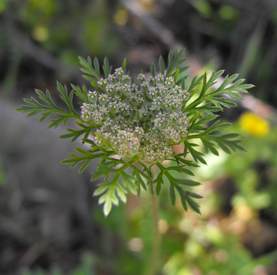Daucus pusillus (American wild carrot) (alternate view 8)