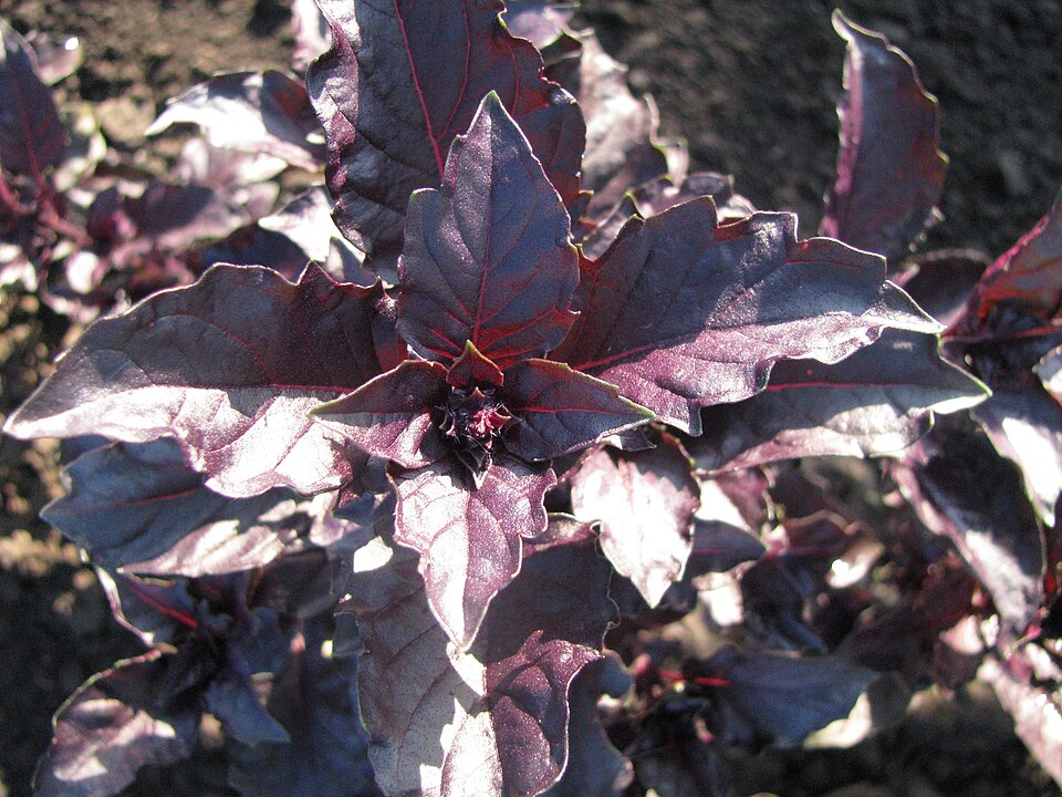 Ocimum basilicum 'Purple Ruffles' (Purple Ruffles Basil) (alternate view 2)